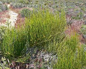 Ephedra viridis ở miền tây Nevada